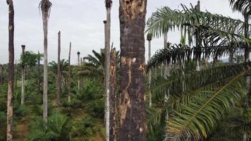 Bare oil palm tree trunk video