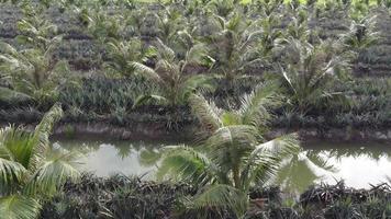 Oil palm tree grow with pineapple video