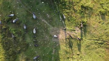 Blick aus der Luft auf Büffel, die Gras weiden lassen video