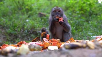 macaco sente-se no chão comendo frutas. video