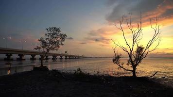 Panning mangrove tree and bare tree at coastal. video