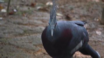 Close up pigeon couronné à poitrine marron video