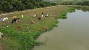 Cows and egret grass live at green field video