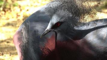 Wild Animals Fighting Stock Video Footage for Free Download Wild Animals Fighting Stock Video Footage for Free Download