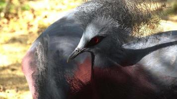 Close up Maroon-breasted Crowned Pigeon video