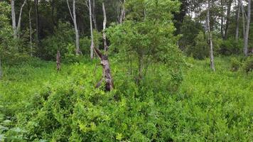 Macaque monkey is move around video