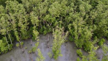 vue aérienne survoler et regarder vers le bas de l'arbre de la mangrove video