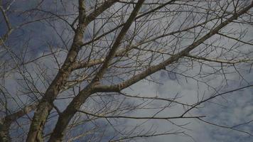 Look up bare tree in sunny day. video