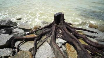 boom kappen op het strand in de ochtend video