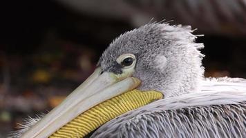 Close up Pink-backed Pelican eye video