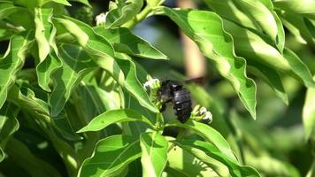 abeja carpintera recolecta néctar. video