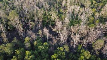 Aerial rotate look down dry mangrove tree video