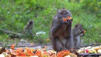 Selective focus group of monkeys eat fruit papaya feed by local resident video