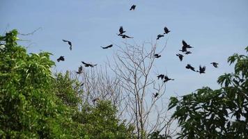 Flock of crows is fly at bare tree. video