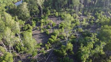 Aerial rotate view the dead mangrove tree video