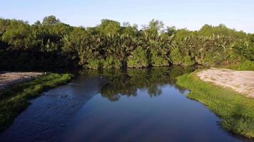 langzame beweging in de richting van de nipah en mangroveboom video