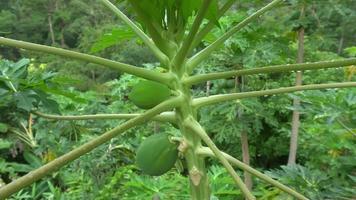 papayafrukt växer vid trädet. video