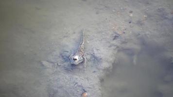 El pez anfibio mudskipper se queda en el barro. video