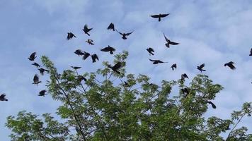 Slow motion crows is fly video