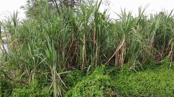 Follow tracking sugar cane plantation video