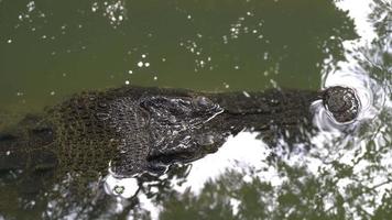 piel de cocodrilo de estuario en el agua. video