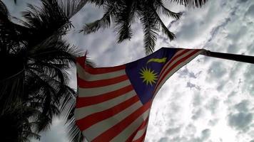 Slow motion Malaysia waving under coconut video
