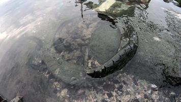 vieux pneu comme détritus dans l'eau de mer. video