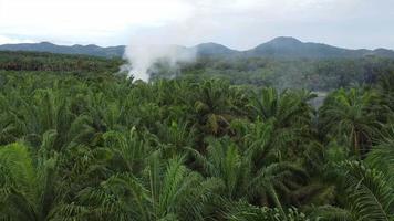 Aerial view burning at oil palm video
