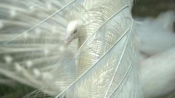 Close up the feather of white peacock. video