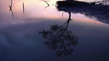 Reflection of mangrove tree in water video