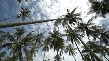 tiro panorâmico de palmeira de coco tropical video