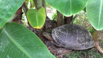 schildpad rust in de buurt van de bananenboom. video