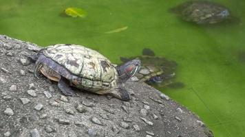 tortue à la terre regarde le partenaire nager