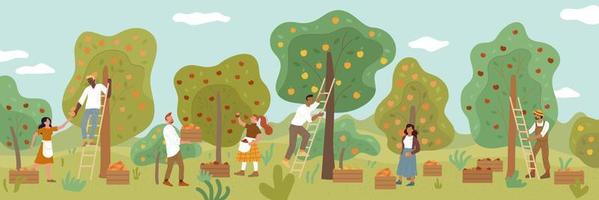 Multiracial people gathering fruit harvest in summer garden. Men, women, farmers picking ripe apples. vector