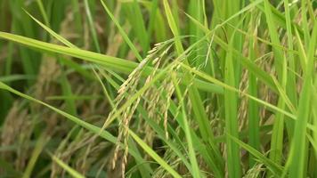 semente do campo de arroz do sopro do vento.
