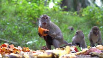 mãe macaco traz seu bebê comer frutas video