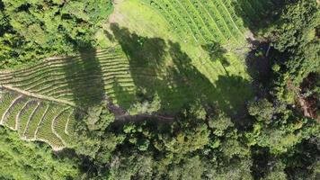 vista aerea ombra verde vicino alla piantagione di ortaggi video