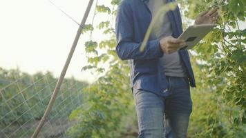 Slow-motion. Men gardener wearing jeans I am walking and inspecting plants in the garden, holding a tablet, checking orders for the standard of produce. In the morning of every day video