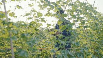 camara lenta. hombres jardineros usando jeans estoy caminando e inspeccionando plantas en el jardín, sosteniendo una tableta, revisando pedidos para el estándar de productos. en la mañana de todos los días video