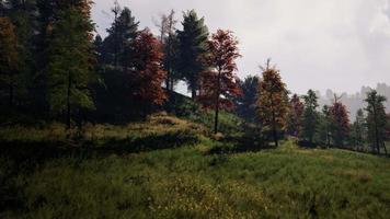 alpes suizos con pradera alpina verde en una ladera y rodeada de bosques de pinos video