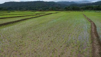 Aerial drone view of agriculture in rice on a beautiful field filled with water. Flight over the green rice field and mountains during the daytime. Natural the texture background.
