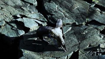 Dry Goat Skull Bone on stones under sun video