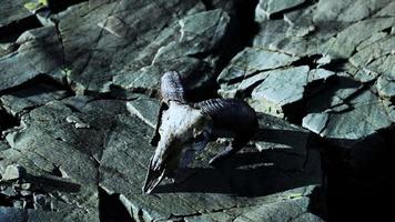 Dry Goat Skull Bone on stones under sun video