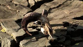 Dry Goat Skull Bone on stones under sun video