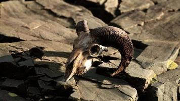 osso de crânio de cabra seco em pedras sob o sol