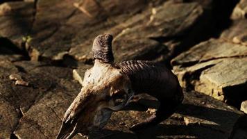 Dry Goat Skull Bone on stones under sun video