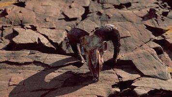 os de crâne de chèvre sec sur des pierres sous le soleil video