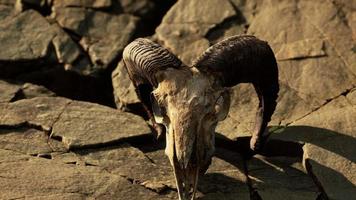 Dry Goat Skull Bone on stones under sun video