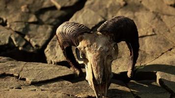 hueso de cráneo de cabra seco sobre piedras bajo el sol video