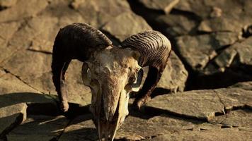 Dry Goat Skull Bone on stones under sun video